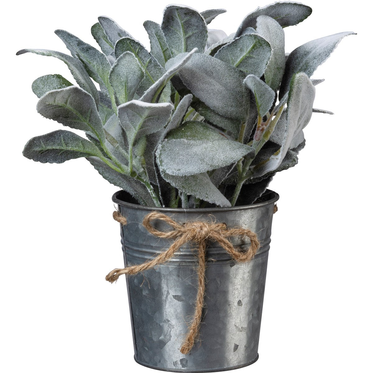 Lamb's Ear - Planter